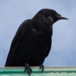 Community icon