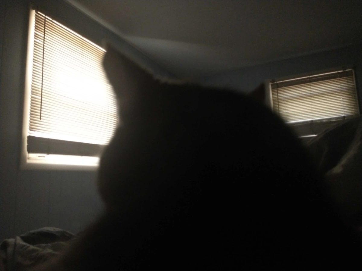 blurry cat