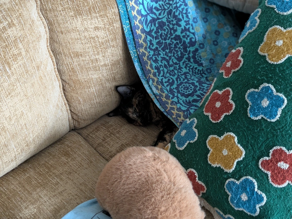 cat on couch in pillow fort
