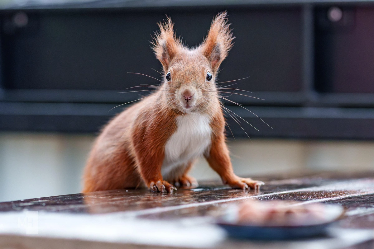 A squirrel is sitting on a wet wooden table. It has winter fur and thick tufts on its ears. It is looking at the camera.