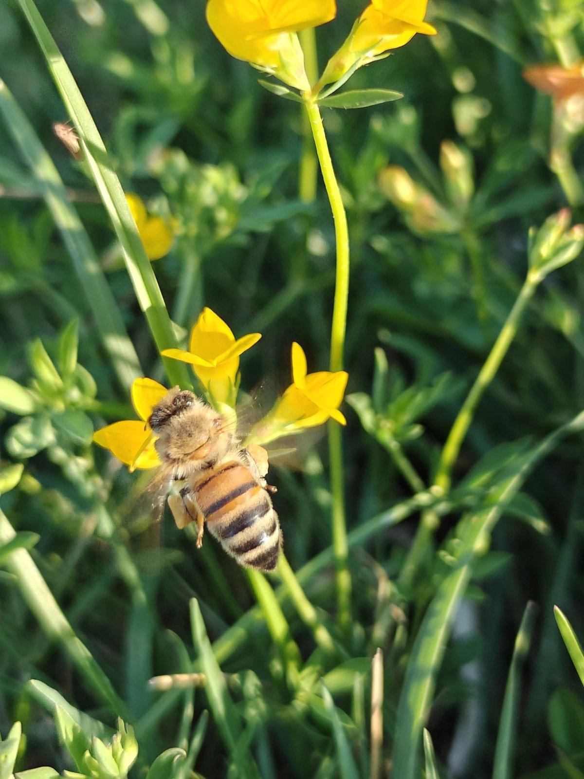 A bee foraging on a yellow flower