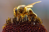 Bees Are Sentient and May Be Self-Aware