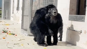 Watch: Lab chimp sees the sky for first time in her life in wholesome video