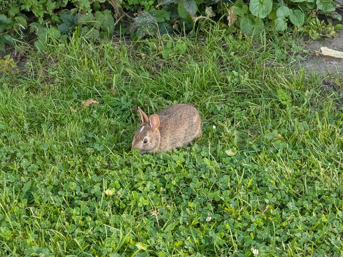 Wild baby rabbit eating clovers