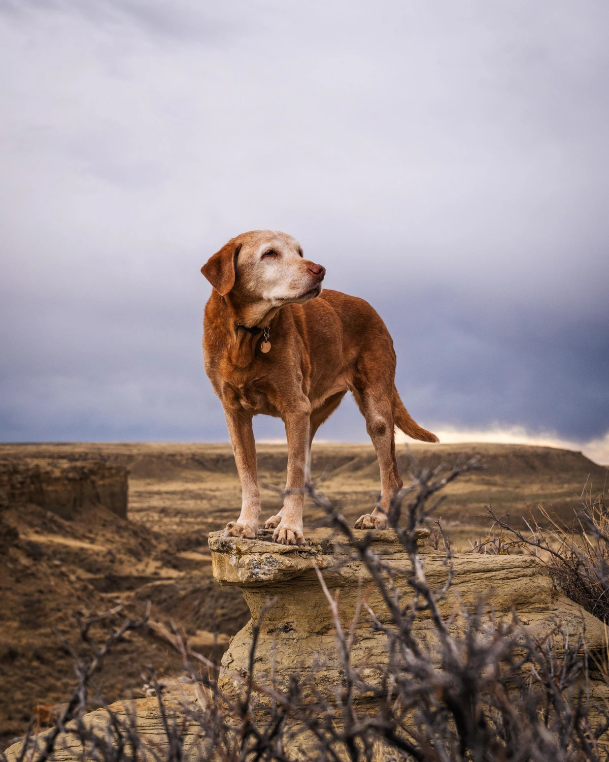 14 years old dog