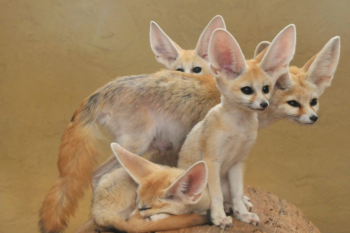 Four fennecs on top of a rock. Three are sitting or standing, looking off to the side. The fourth is sleeping, curled underneath the others.