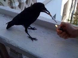 a crow on a balcony ledge with a cigarette in its beak that is being lit by a human hand with a lighter