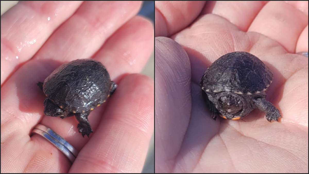 2 baby painted turtles being held in a human hand. They are roughly the size of a gumball or "shooter" marble. Smaller than a ping ping ball.