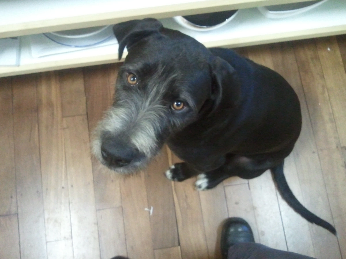 A dog looking up at the camera