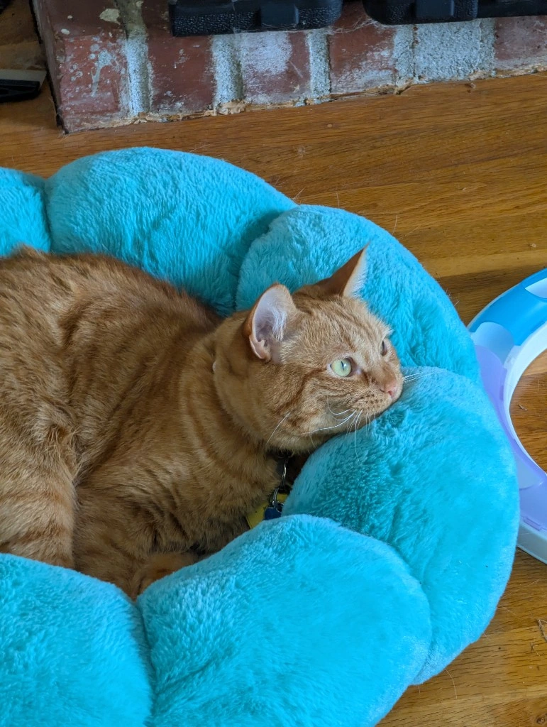 He loves watching the birds, but he's too sleepy to get out of bed. 