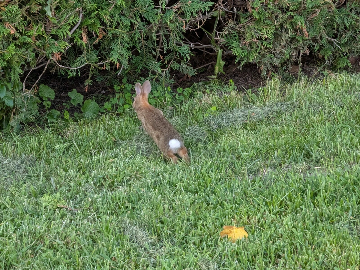 Wild rabbit mid-hop, heading into the dark shrubs
