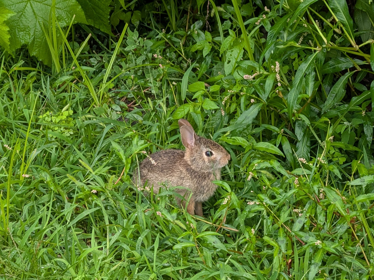 Wild baby rabbit sitting and eating in tall-ish grass, moist with rainwater