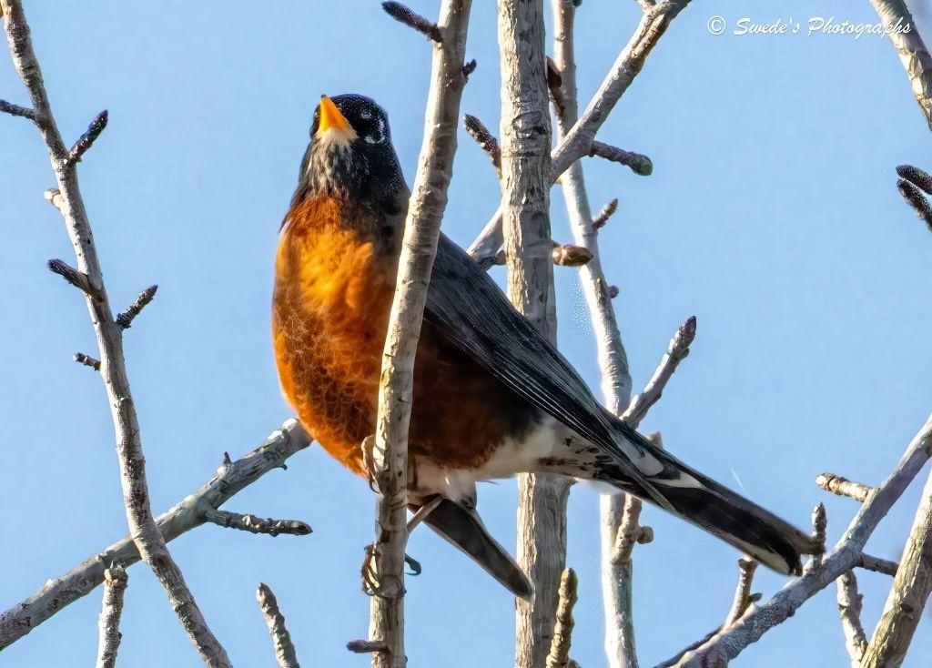 "An American robin perches on a bare branch as if it has claimed the morning for itself. The sky behind it is a clear, uninterrupted blue—so smooth it feels like a backdrop painted just for this bird. With no leaves to compete for attention, the robin stands out in crisp silhouette and color.

Its breast glows a deep, warm orange, the kind that looks almost sunlit even when the light is soft. The head is dark, nearly charcoal, giving the bird a sharp, alert profile. Gray wings fold neatly along its sides, each feather catching just enough light to show texture without breaking the simplicity of the scene. The branch beneath it is rough and weathered, a tangle of winter limbs reaching upward like a quiet scaffolding.

The robin looks outward, chest lifted, as if listening for the first hint of movement in the stillness. The whole image feels like a pause between seasons—winter’s bare architecture holding space for a bird that already carries spring in its colors." - Microsoft Copilot