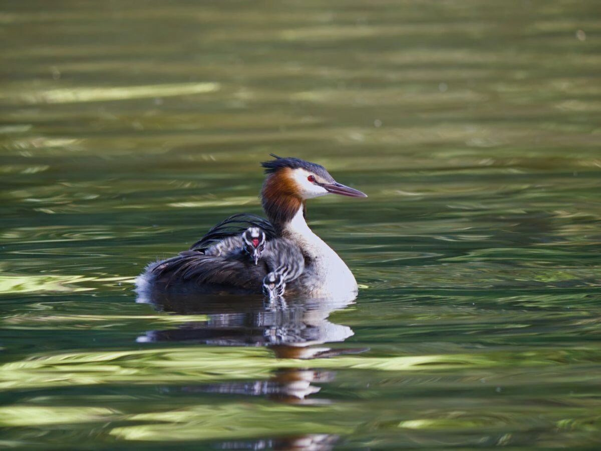 A great crested grebe swimming with two chicks on its back