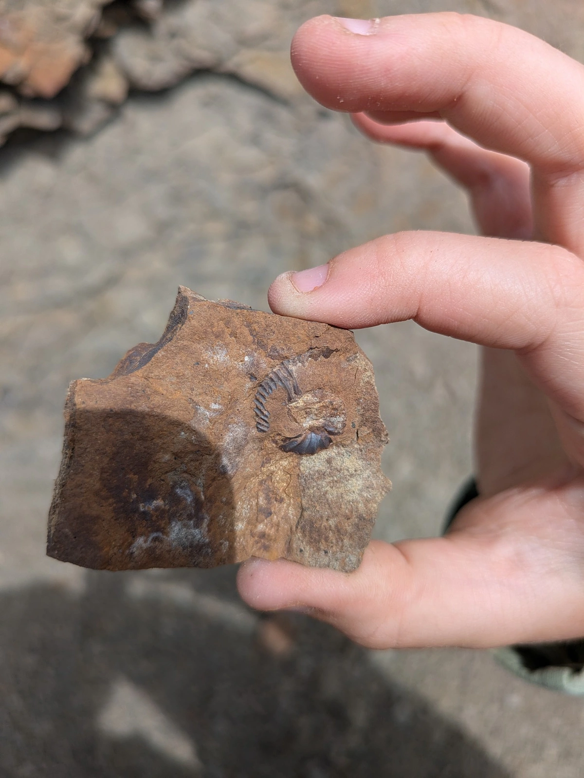 Ammonite find in Rifle Gap State Park, CO
