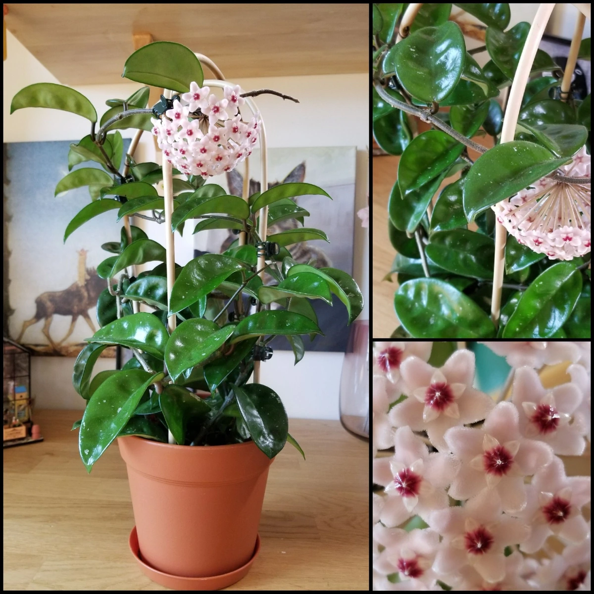 Hoya krinkle 8 in bloom