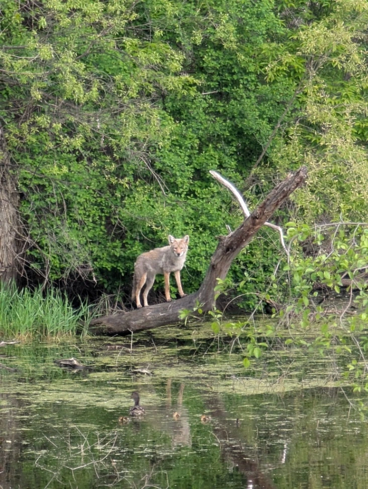 Coyote standing on a fallen tree over a pond