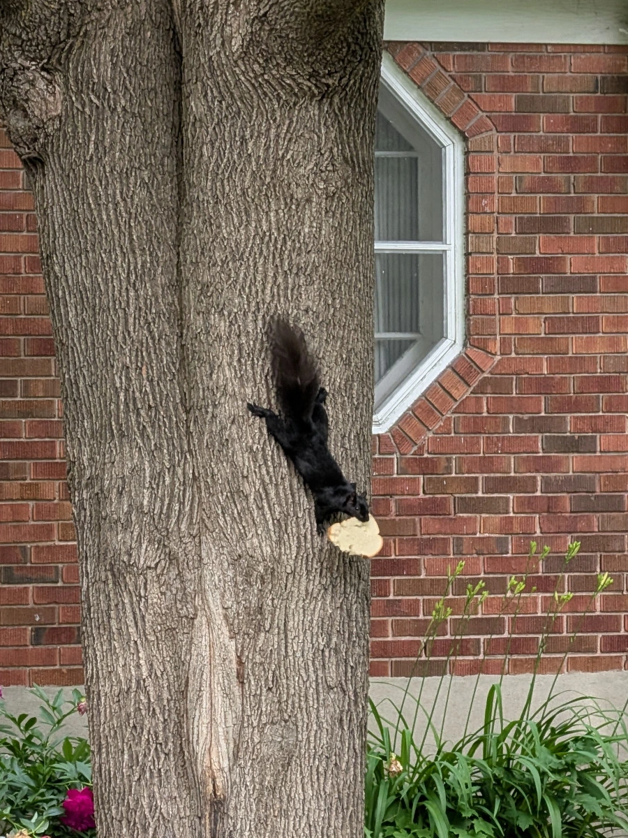 Black squirrel clinging to the side of a tree while holding an entire slice of bread in its mouth