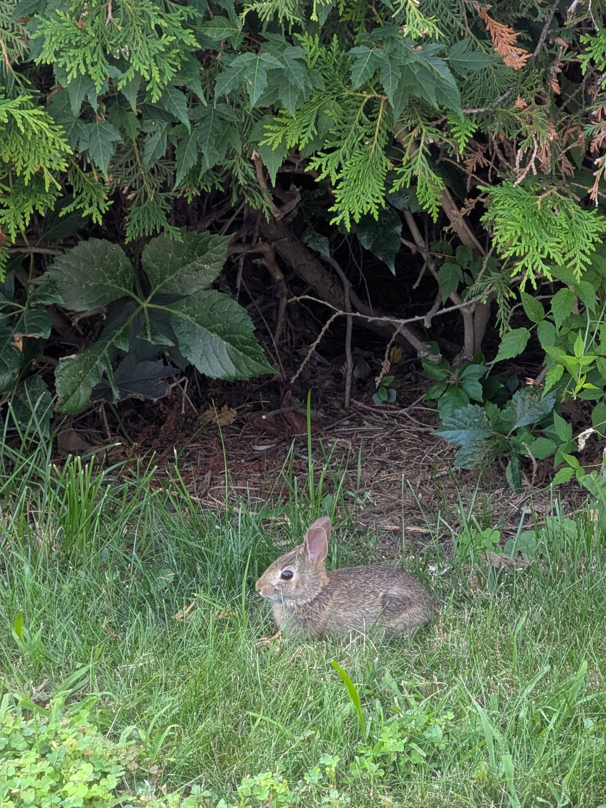 Wild baby rabbit sitting like a loaf in front of an opening in a hedge