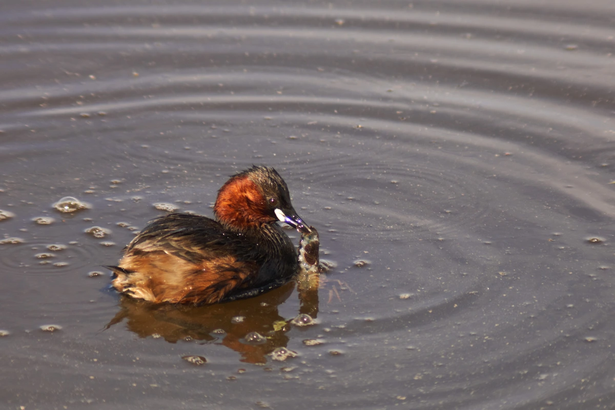 Little Grebe swimming 