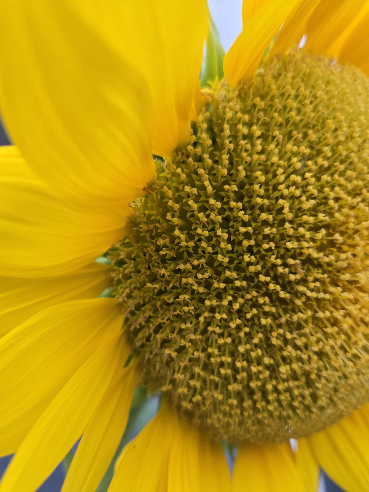 A close up picture of a sunflower in full bloom reveals that every seed is also a flower first