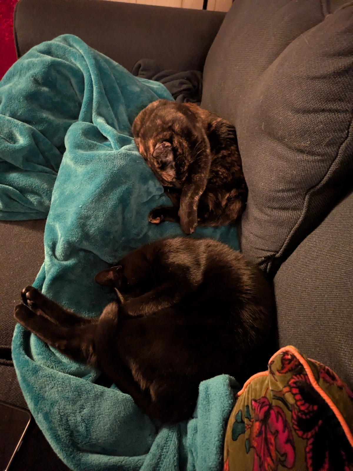 tortie and void on blue blanket 