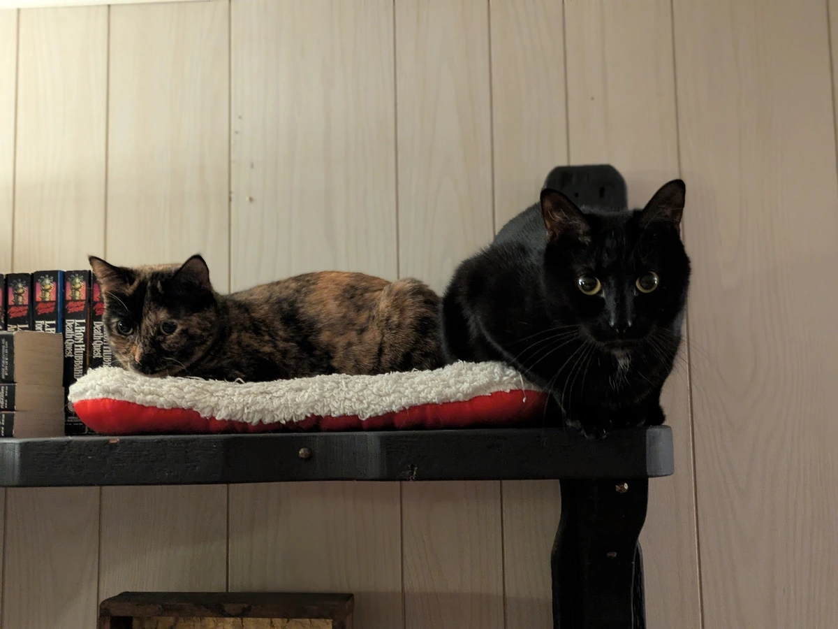 two cats on a shelf 