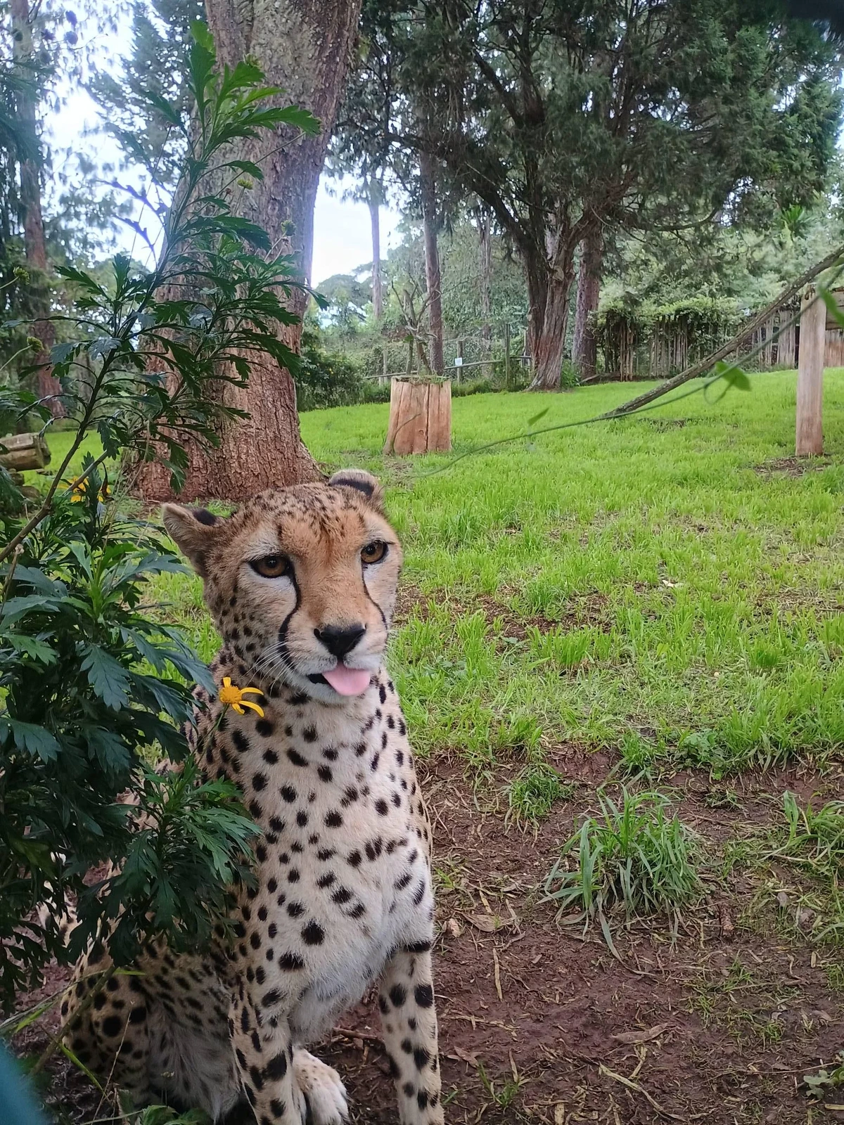 Cheetah Blepping at a wildlife rescue in Nanyuki, Kenya