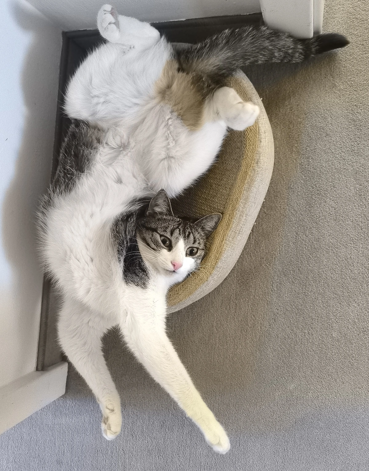Verrenkte Katze, die Mieze liegt auf dem Rücken, der Kopf schaut aber neben ihrem Brustkorb richtig herum nach oben.