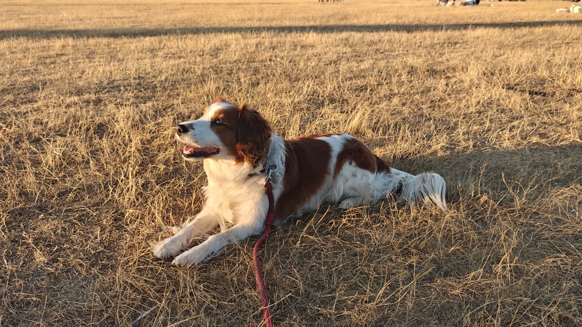 A dog (kooikerhondje) laying in the sunlight of dusk, looking at its owner out of frame