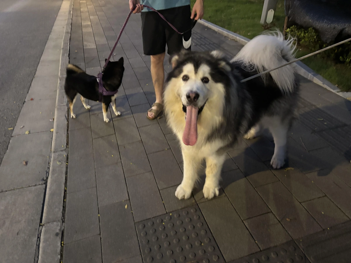 a dog on a leash with a very long tongue