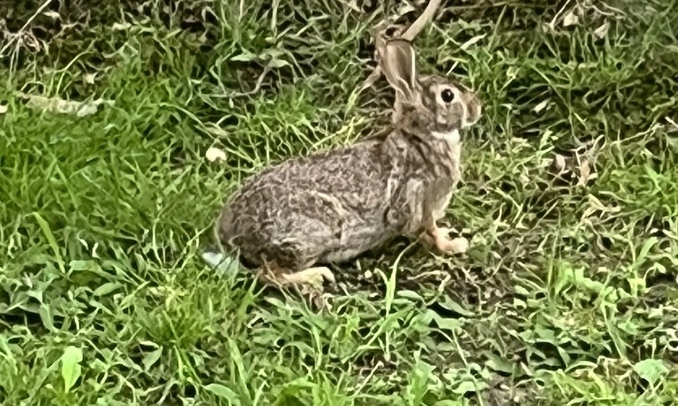 An image of an Eastern cottontail rabbit looking right.