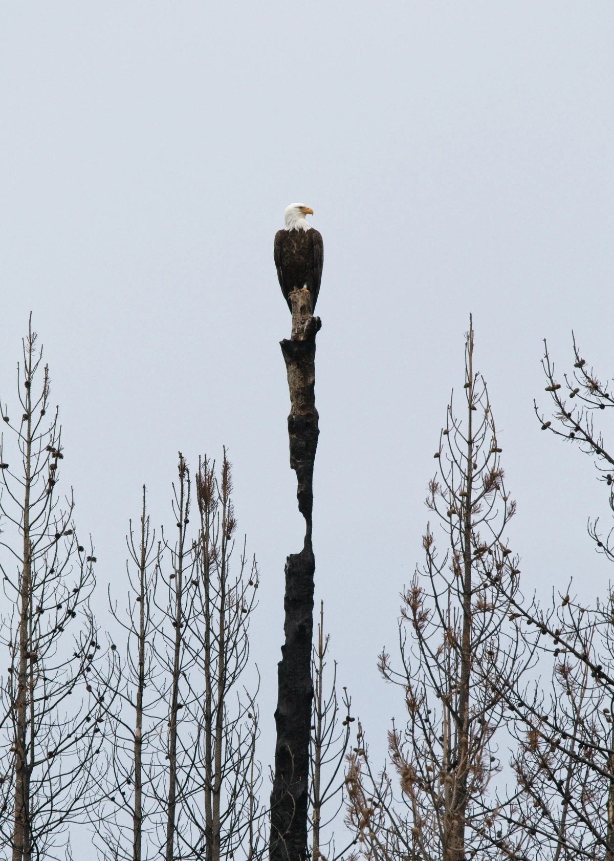 Bald Eagle