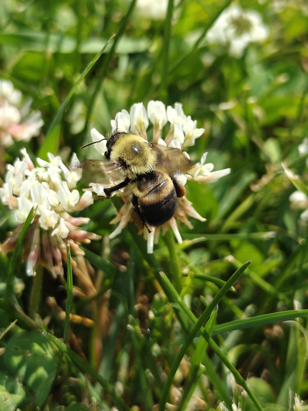 A bumblebee on a clover showing signs of computational photography gone arigh