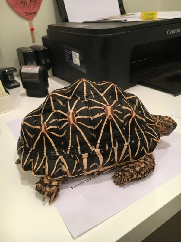 A radiated tortoise, sitting on top of papers on a desk, in front of a printer.