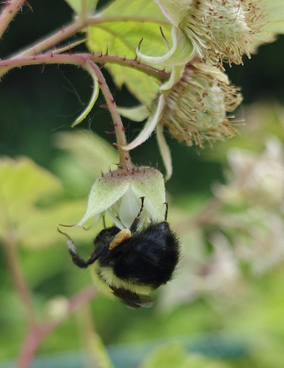A honey bee on a raspberry flower.