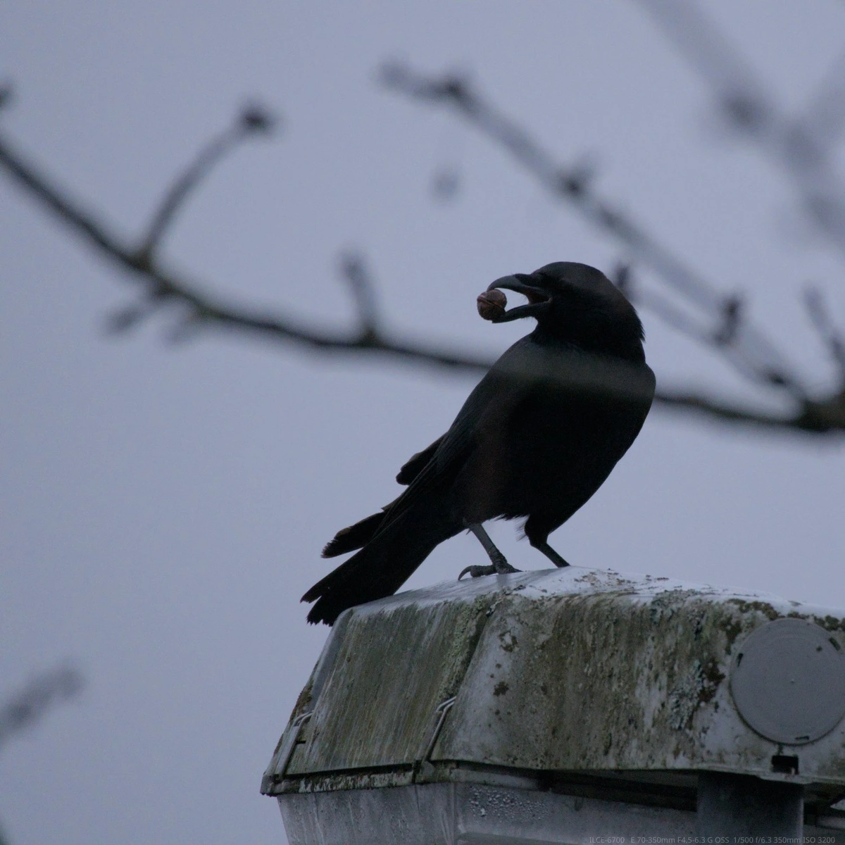 Corvid sitting ontop a weathered lamp post, with a nut in its beak. the background is gray, the foreground contains an out-of-focus, bare branch partially blocking the view onto the corvid