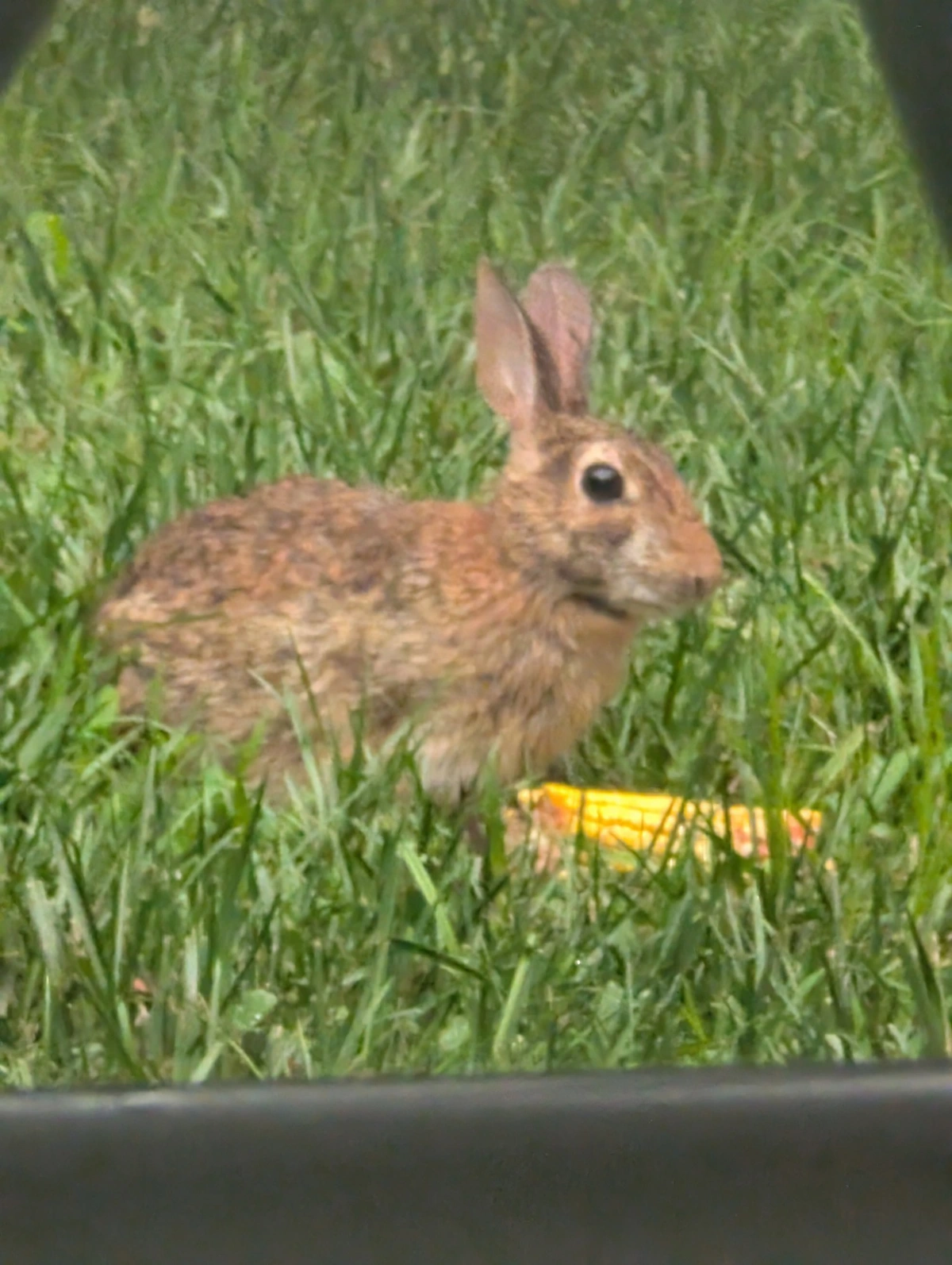 picture of an eastern cottontail eating some corn