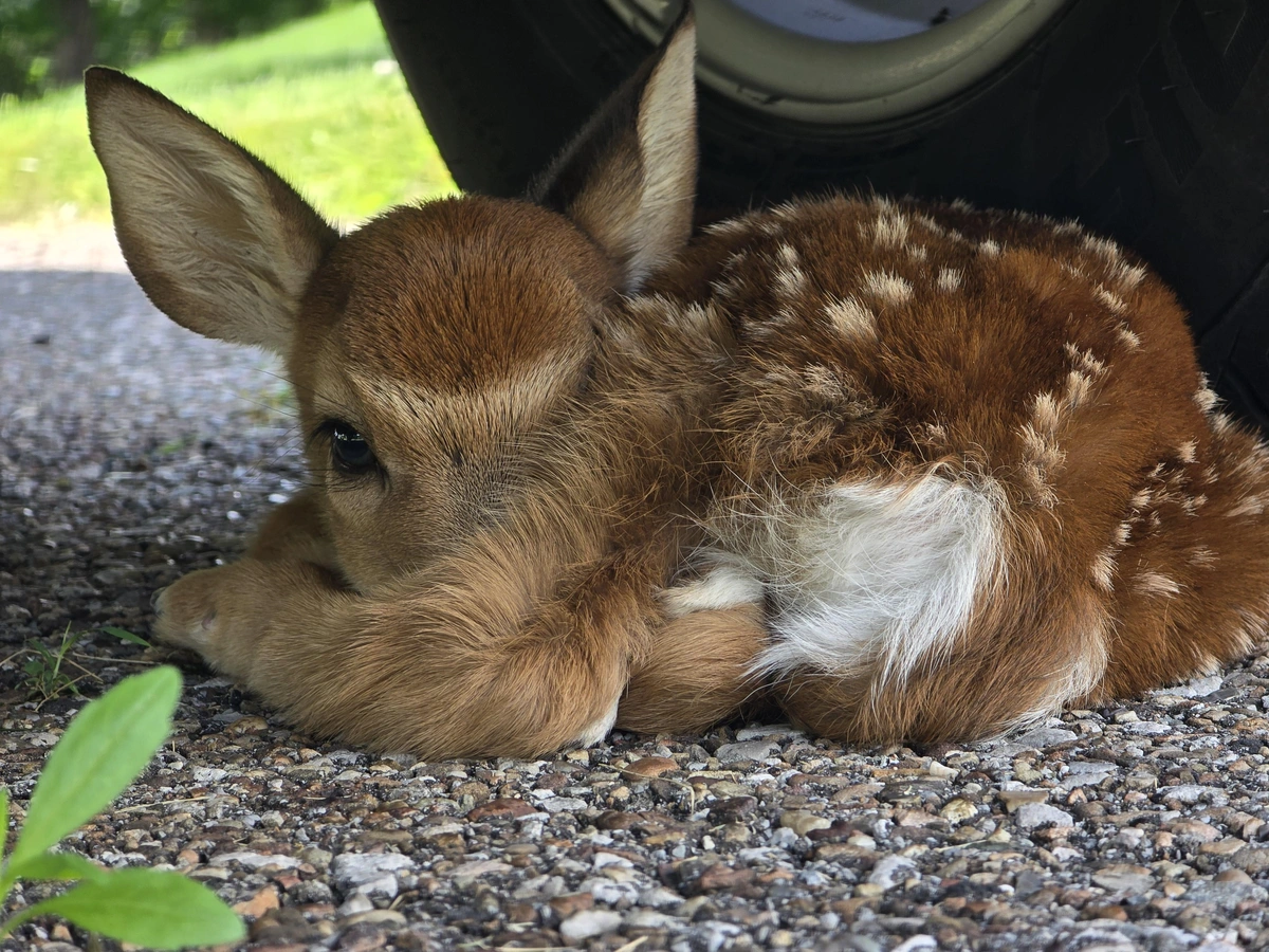 Baby deer under someone car