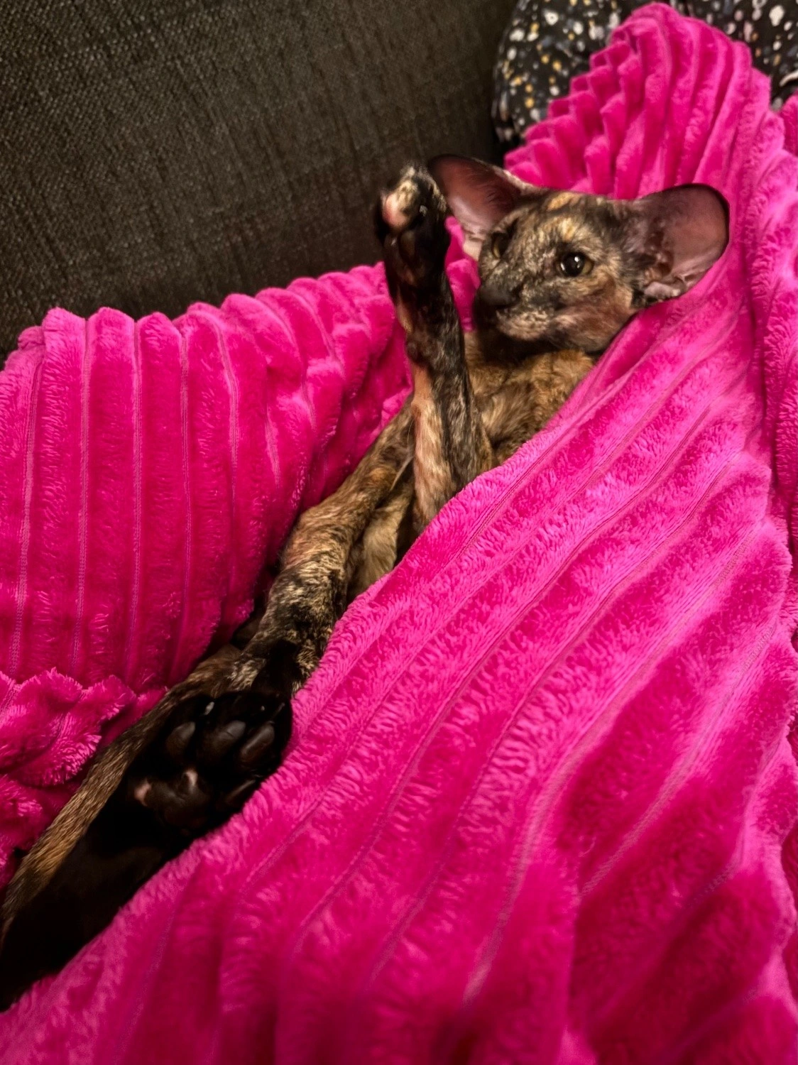 Excuse meow, I have a question