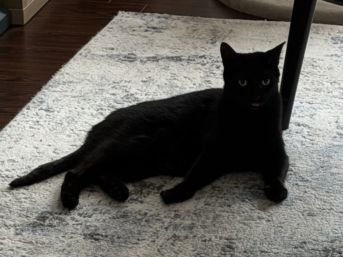 A black cat with his tongue stuck out slightly.
