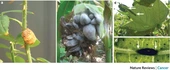 Walls around tumours — why plants do not develop cancer - Nature Reviews Cancer