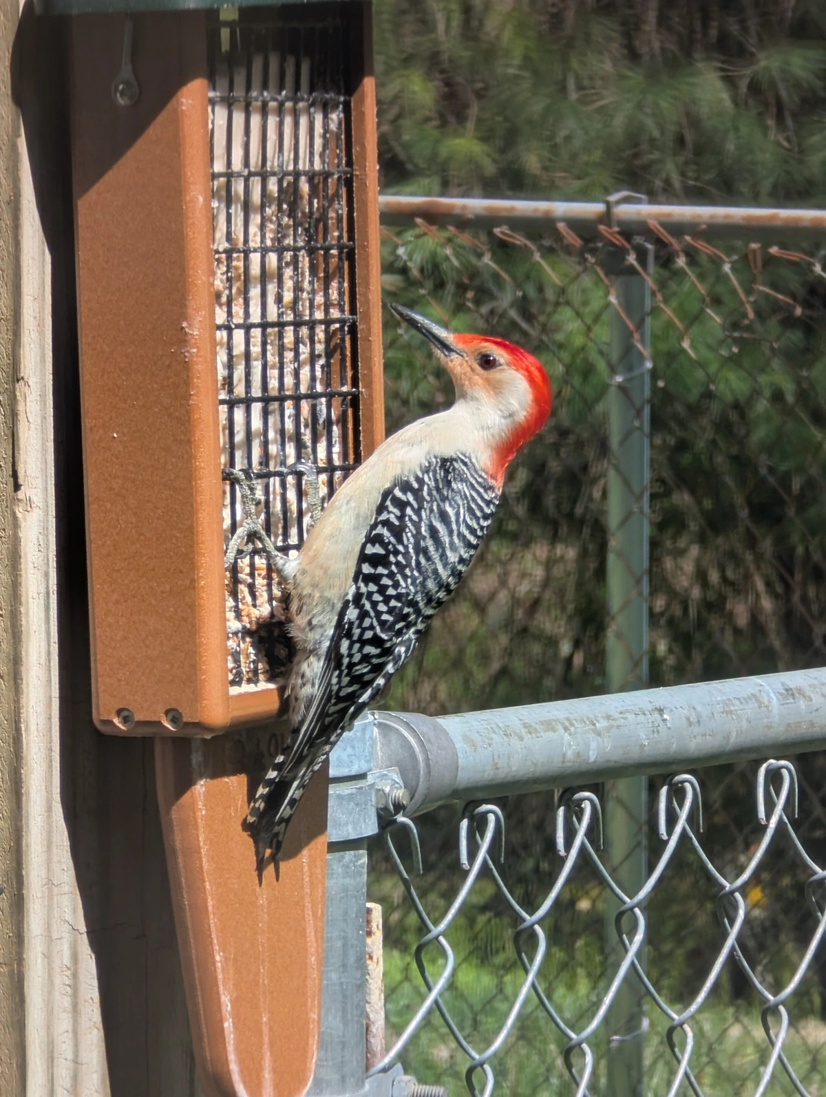 a male red-bellied woodpecker hanging on a suet feeder