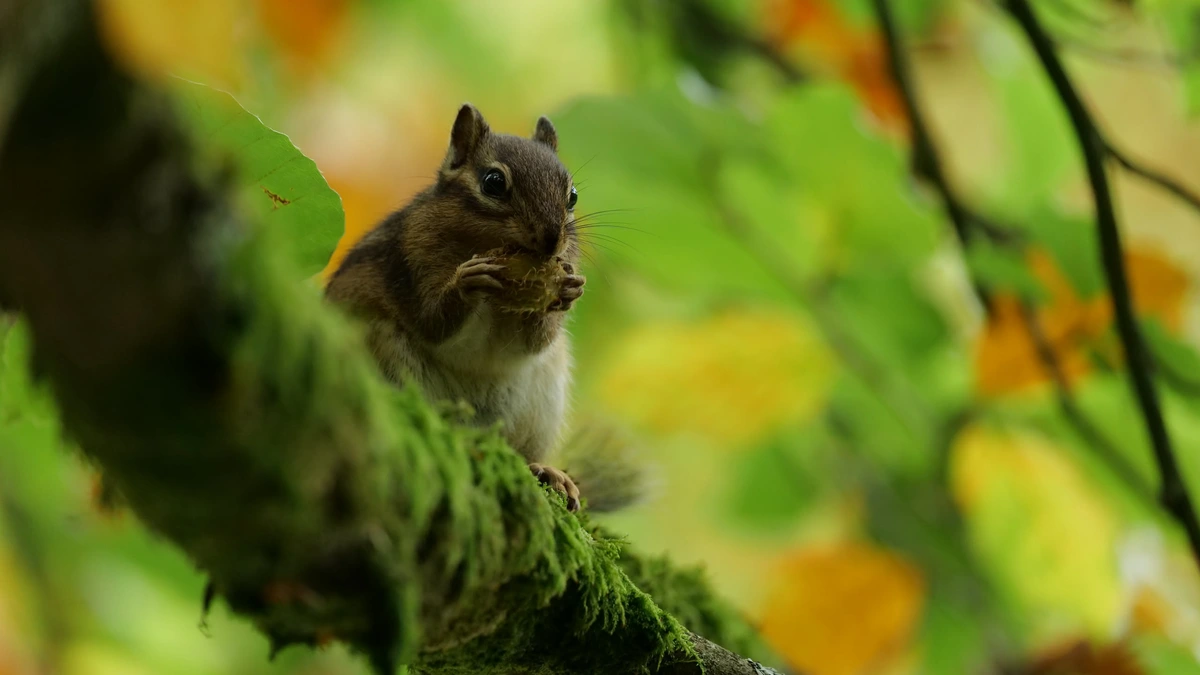 Siberian chipmunk munching on a nut on a tree branch.