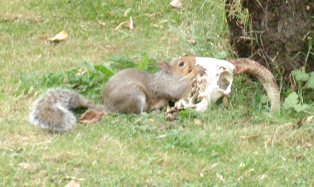 Squirrel gnawing on a goat skull