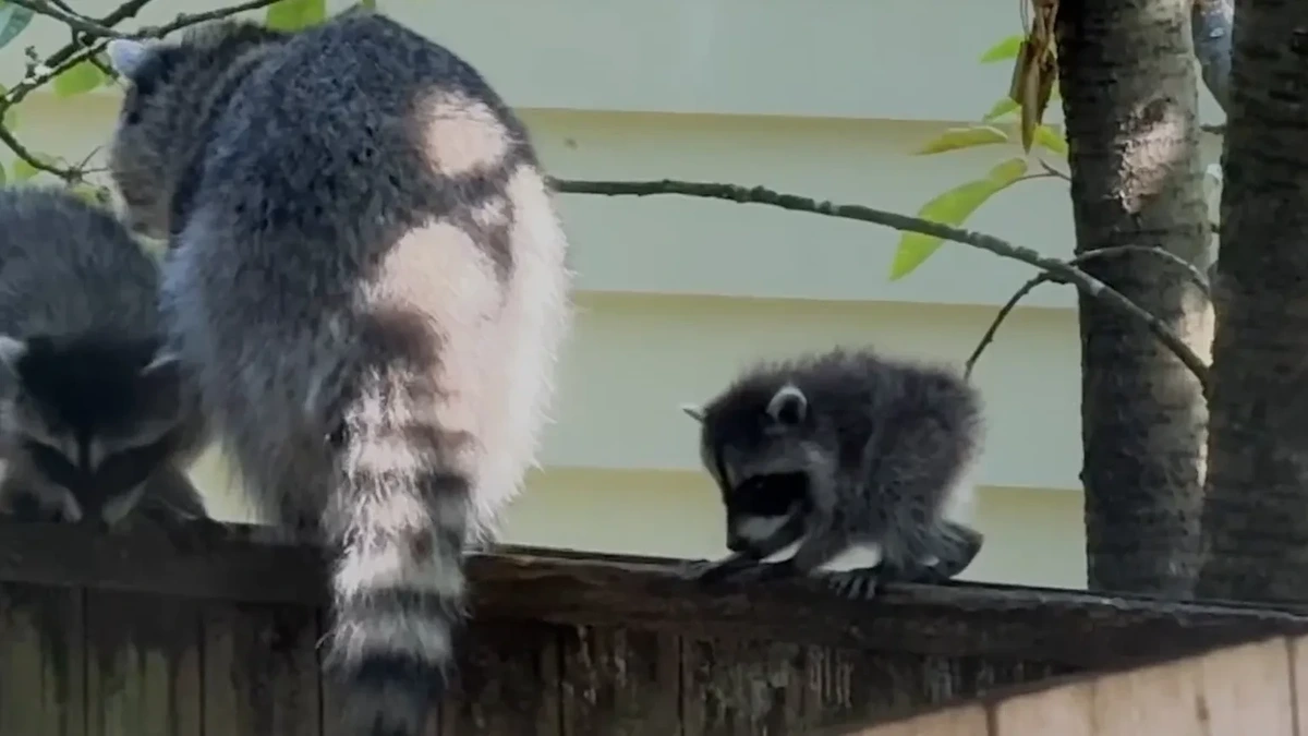 A picture of a baby short-spined raccoon
