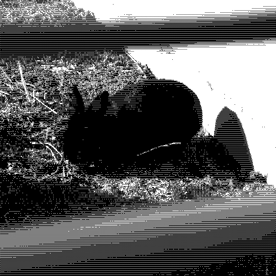 1bit dithered image of bun