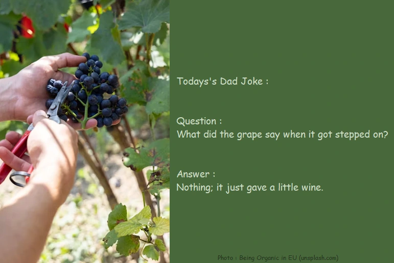 Todays's Dad Joke - Question : What did the grape say when it got stepped on? - Answer : Nothing; it just gave a little wine.