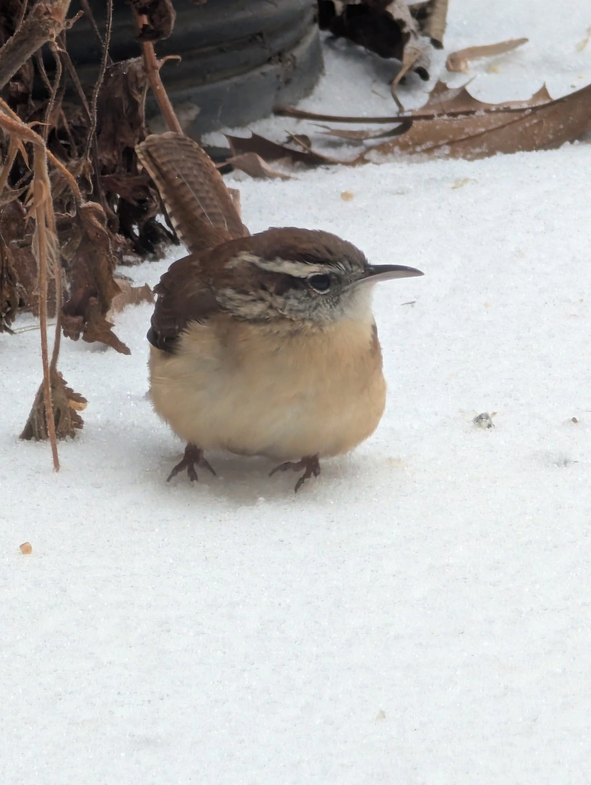 Carolina Wren