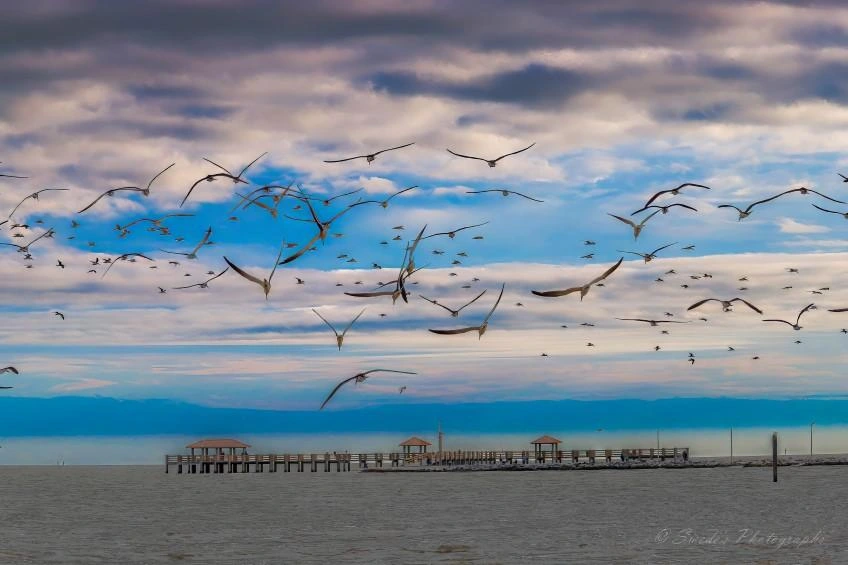 "The scene opens wide and breathes. A long wooden pier stretches out over calm coastal water, its posts and covered shelters forming a steady line against a sky that refuses to settle on a single color. Above it, a sweeping flock of black skimmers fills the air—dozens of dark, slender bodies moving in loose formation, wings angled like long blades cutting through the morning light. Their silhouettes are sharp and fluid at once, each bird catching a slightly different shade of the sky behind it.

The sky itself is a layered wash of blues, violets, and soft pinks, as if the day is shifting moods mid‑breath. Clouds drift in textured bands, glowing at the edges where the light touches them. Below, the beach is pale and quiet, a simple foreground that lets the drama of sky and wings take center stage. The water mirrors the colors above in muted reflection, giving the whole scene a sense of motion and stillness intertwined.

The image feels like a moment caught between tides—alive with movement, yet deeply peaceful." - Microsoft Copilot